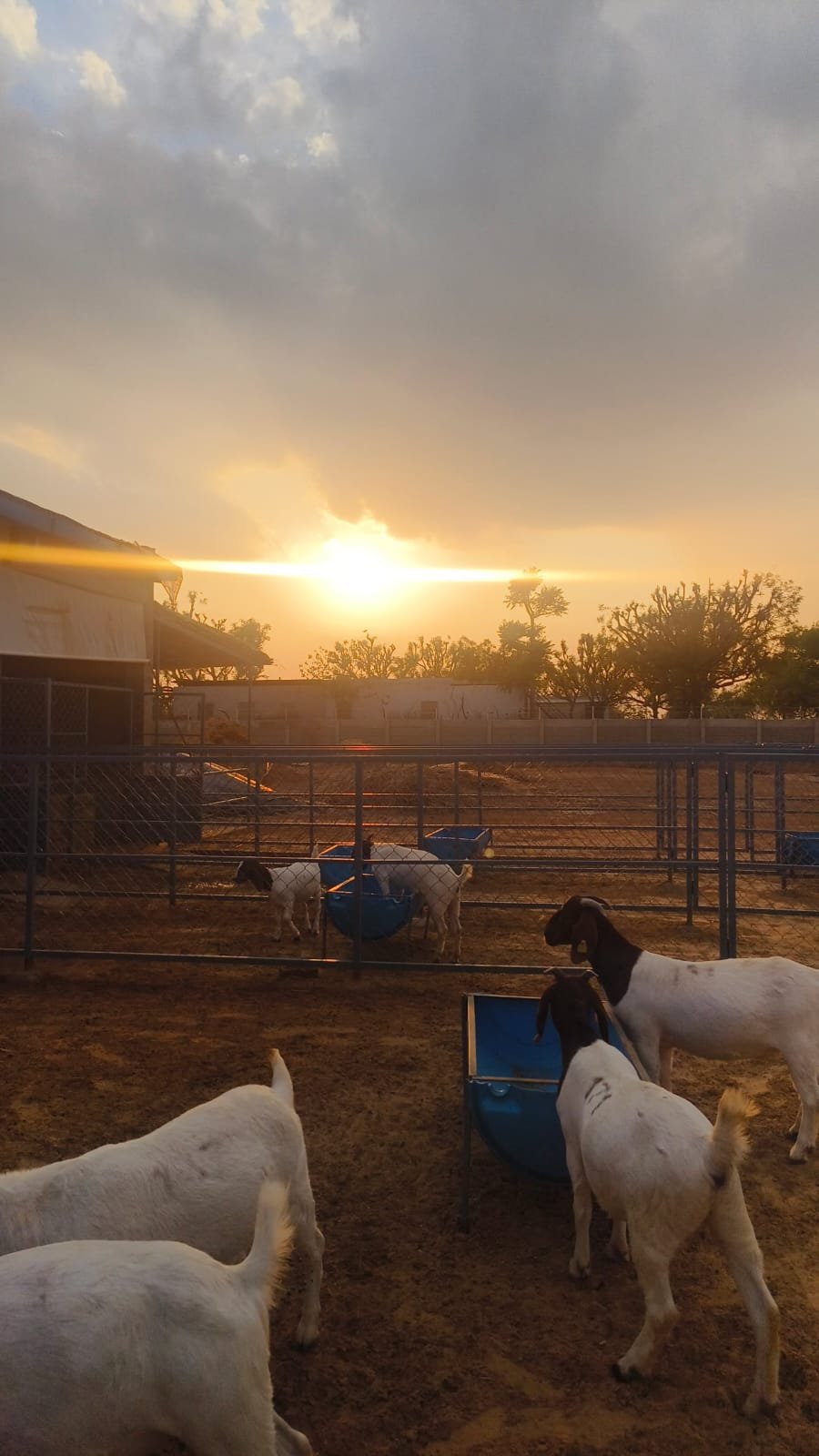 MBS Genetics Agro Farm — Boer goats at sunset on the farm, Jaipur, Rajasthan commercial farm project by Koncept Infra Studios